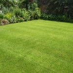 Lawn Trimming