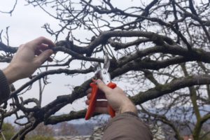 Tree pruning helps to keep your trees healthy