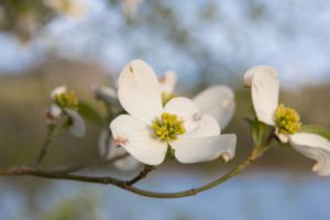 landscaping companies should pay attention to what the customer wants