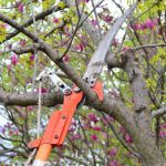 Tree Trimming