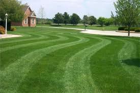 Bone's Yard Care Solutions