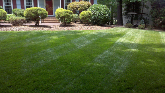 Bone's Yard Care Solutions